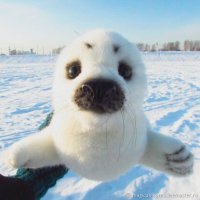 Мягкая Игрушка Seal
