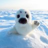 Мягкая Игрушка Seal