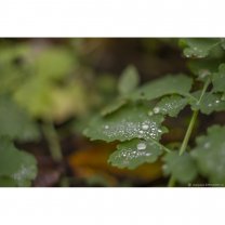 Набор цифровых открыток Dew On Leaf (4 шт)