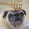 Корона для собаки Personalized With Bones