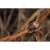 Брошь Copper Steampunk Spider