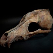 Маска Wolf Skull