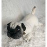 Мягкая игрушка Pug (31 см)