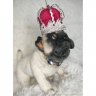 Мягкая игрушка Pug (31 см)